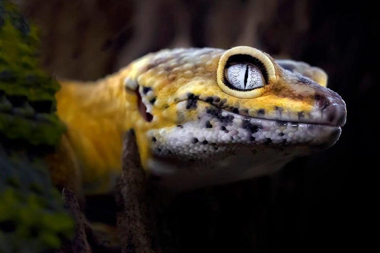 Lemon Frost Gecko Close Up