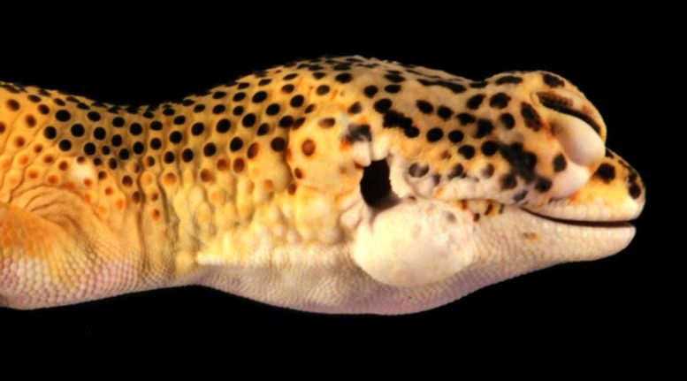 Lemon Frost Gecko With Tumors