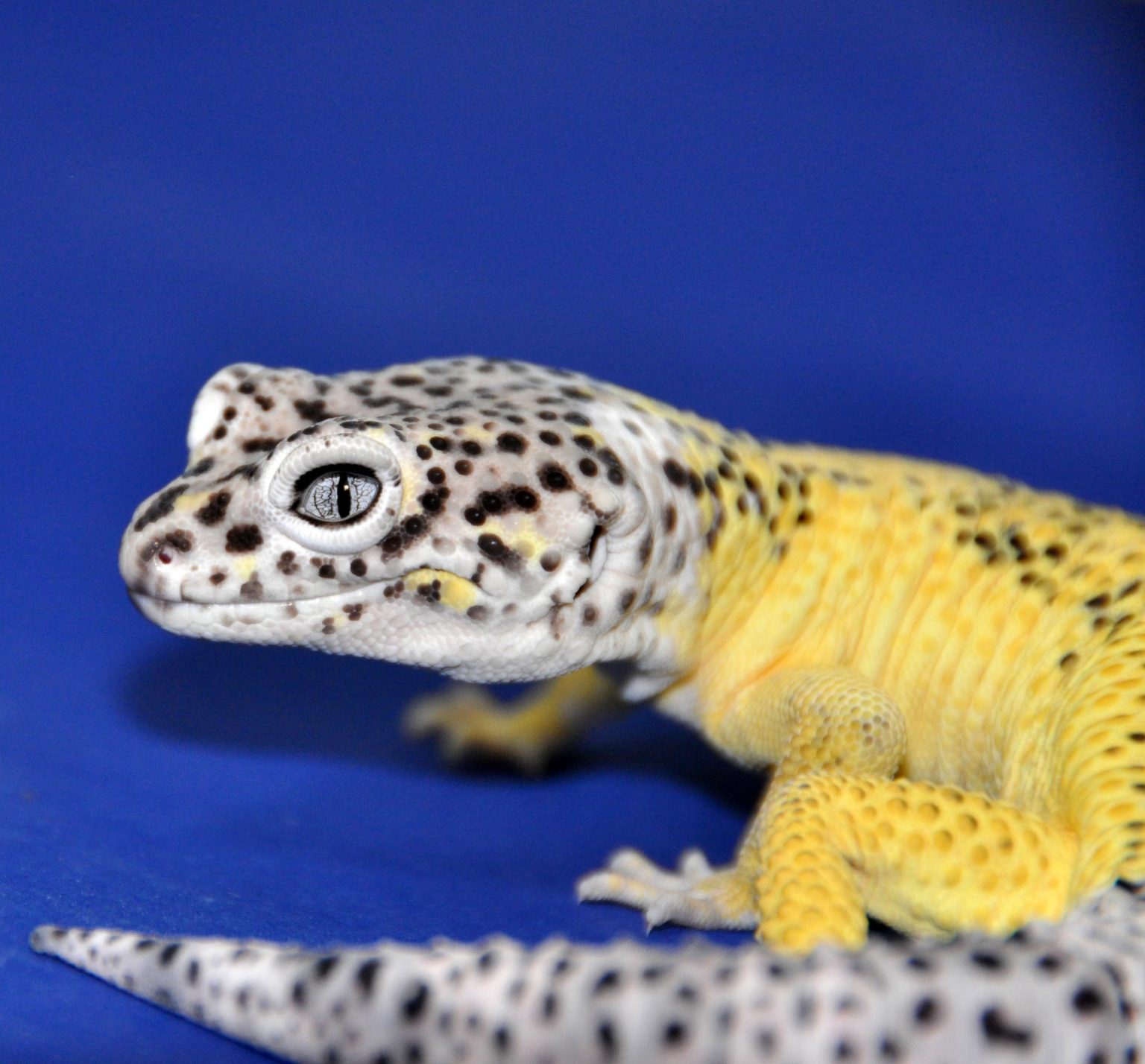 Lemon Frost Leopard Gecko.