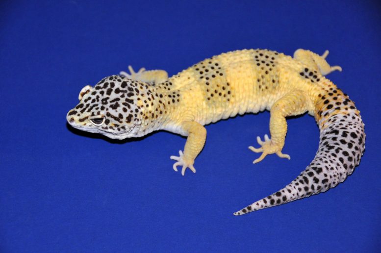 Lemon Yellow Leopard Gecko