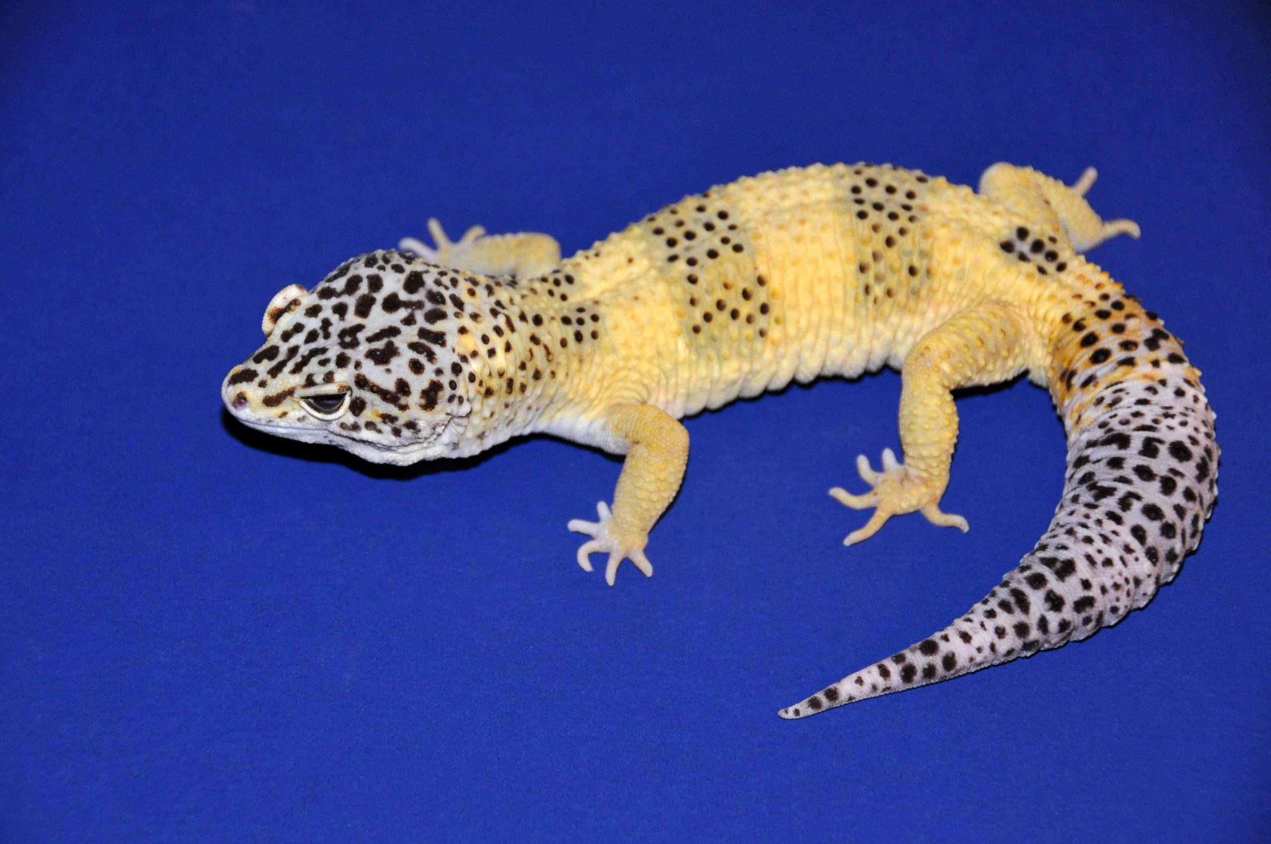 A California reptile shop began breeding Mr. Frosty in 2016 and produced a ...
