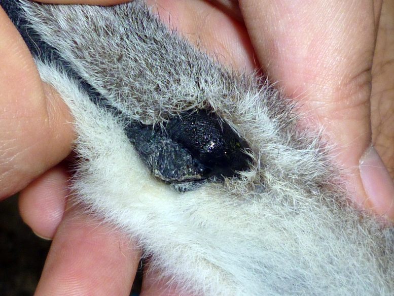 Lemur Wrist Gland