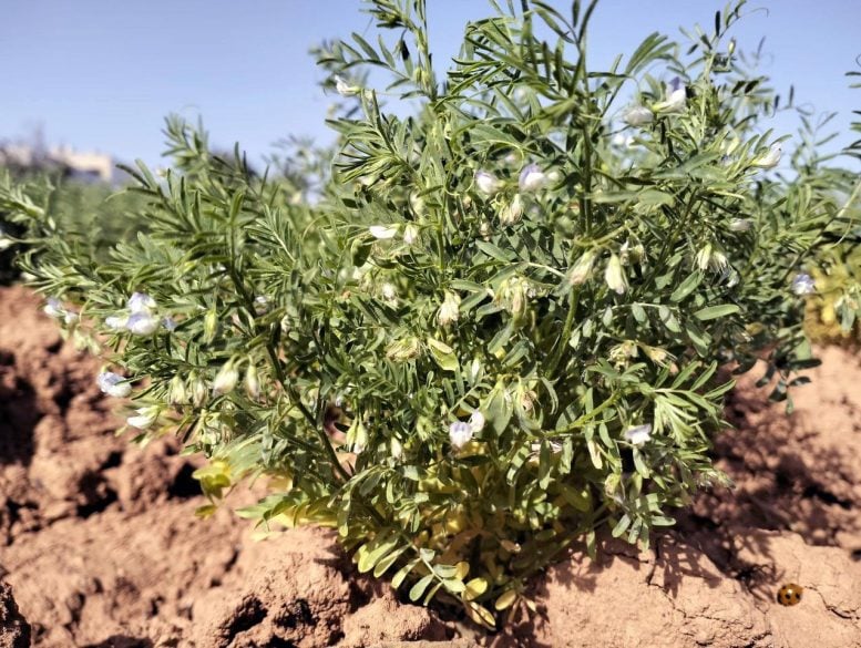 Archaeologists Discover Long-Lost 2,000-Year-Old Crop in the Canary Islands