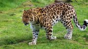 Leopard China