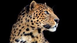Leopard Close Portrait