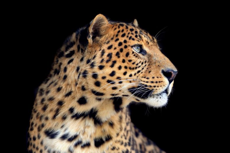 Leopard Close Portrait