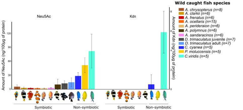 Levels of Two Major Sialic Acid Compounds (Neu5AC and Kdn) in Wild Caught Symbiotic and Non Symbiotic Fish Species