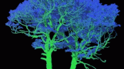 LiDAR Tree Hologram