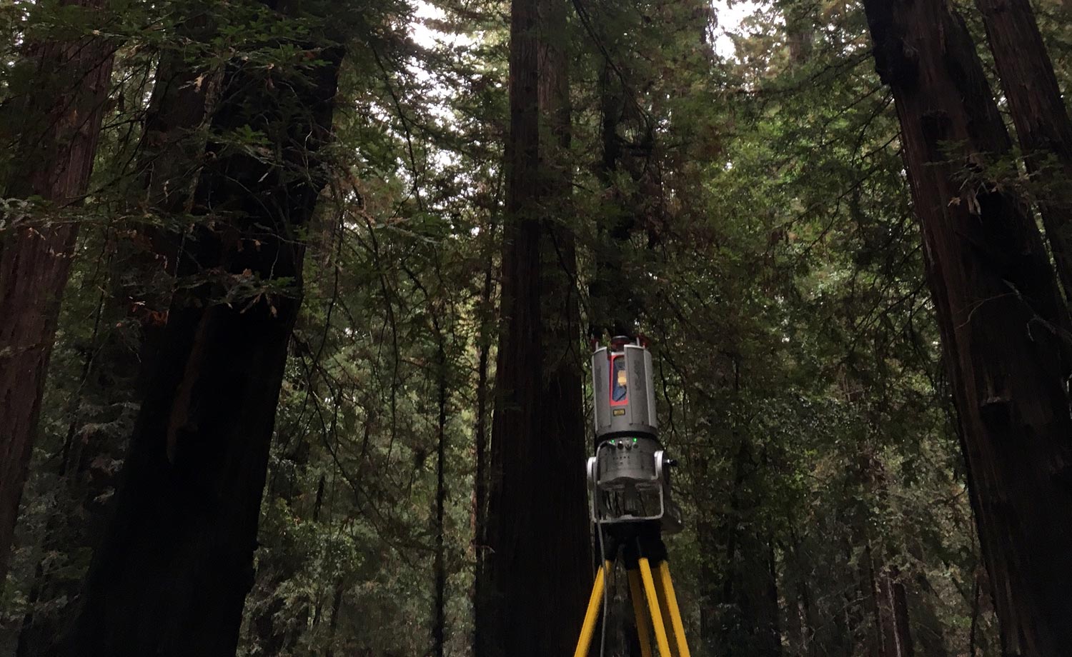 Biomass of World’s Largest Trees Measured for the First Time Using ...