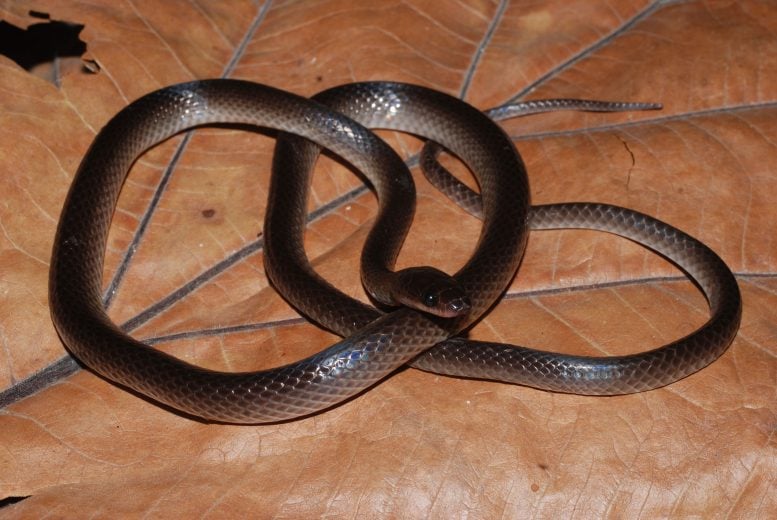 Lielaphis Slashi