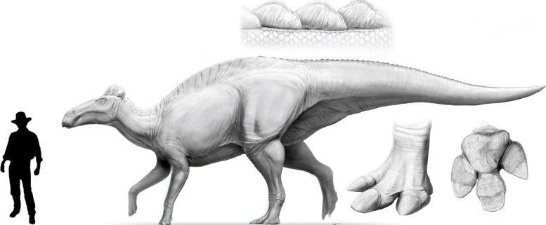 Life Appearance of an Edmontosaurus annectens Next to a Silhouette