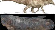 Life Reconstruction of Edmontosaurus