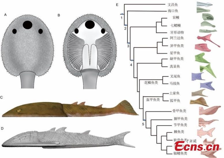 Life Restoration and Caudal Fin Evolution of Nine Tails