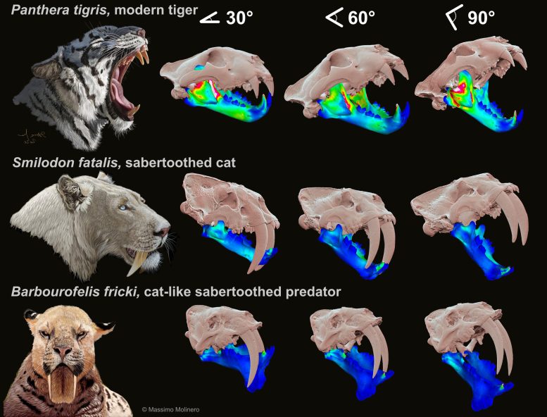 Life Size Reconstruction of Three Different Species Studied With Their Stress Heat Maps at Three Different Angles for a Straight Lower Canine Bite