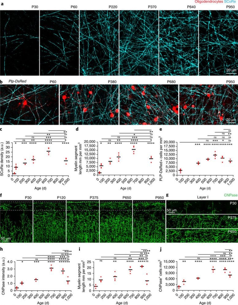 Lifelong Changes in Cortical Myelin and Oligodendrocyte Density