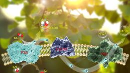 Light-Driven CO2 Assimilation by Photosystem II