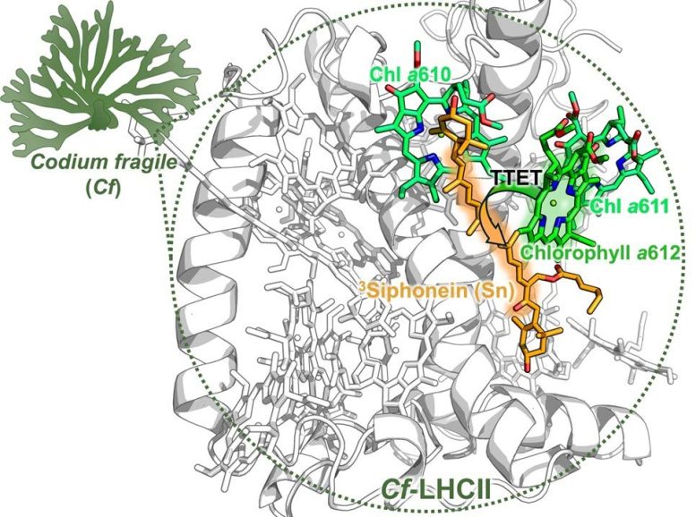 Light-Harvesting Antenna in Codium fragile