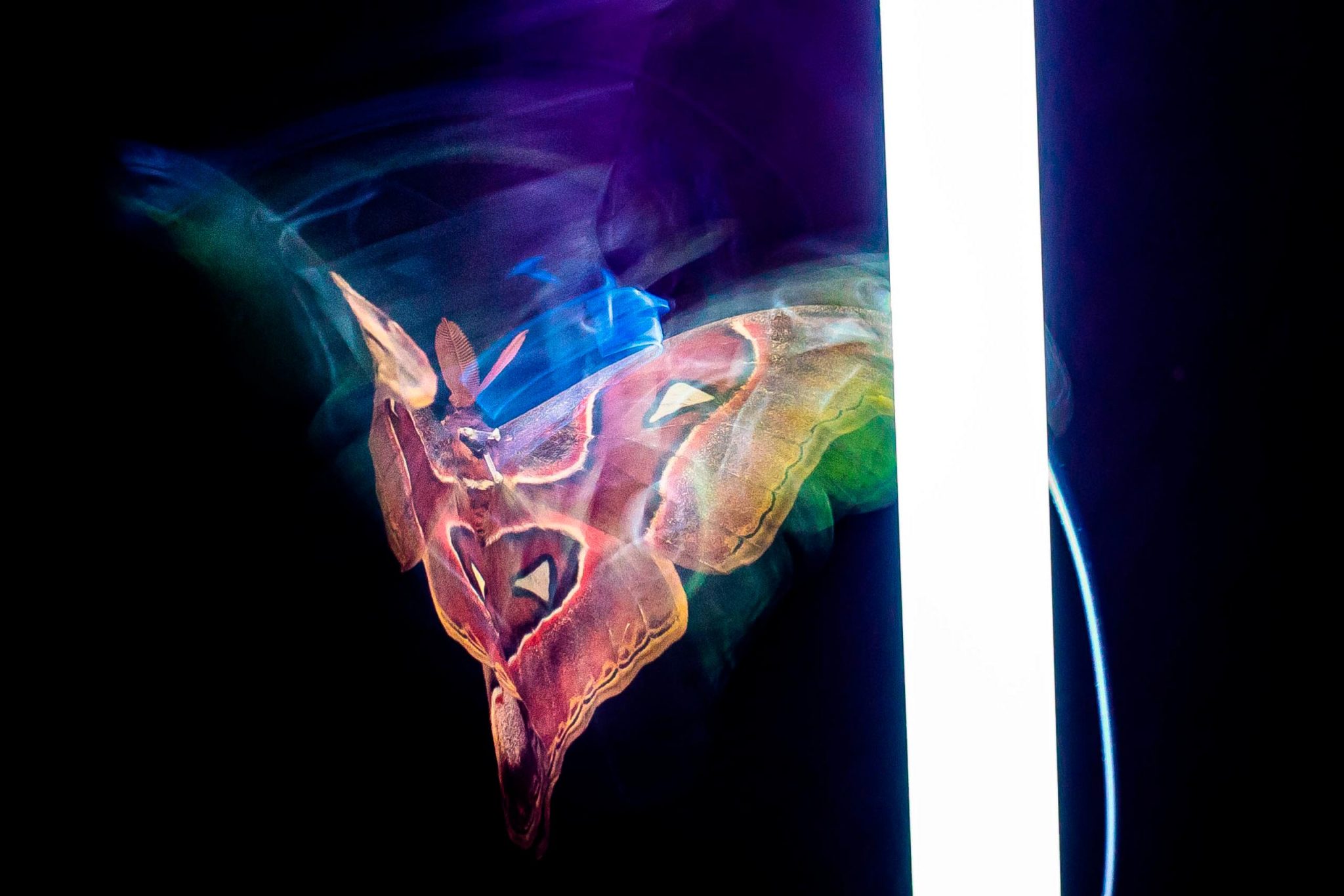 Moths to a Flame: Millennia-Old Mystery About Insects and Light at ...