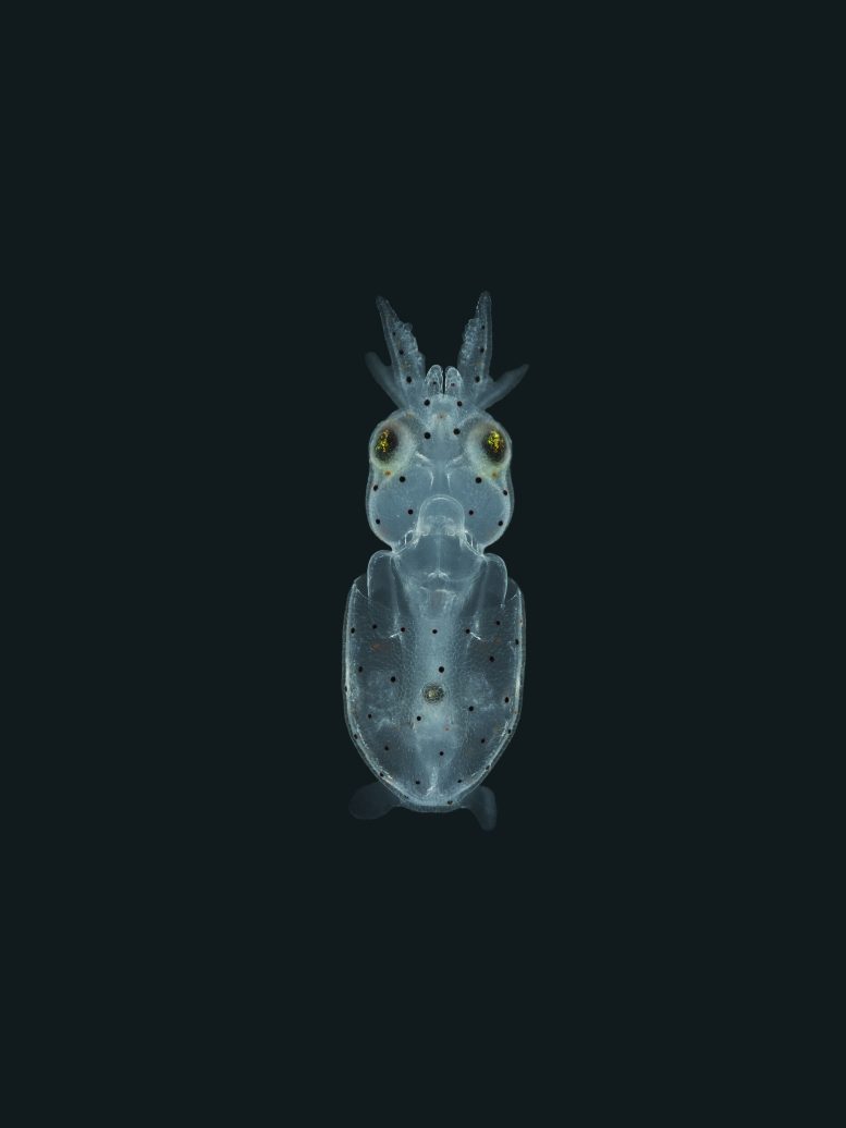 Light Sheet Microscopy of Squid Larva