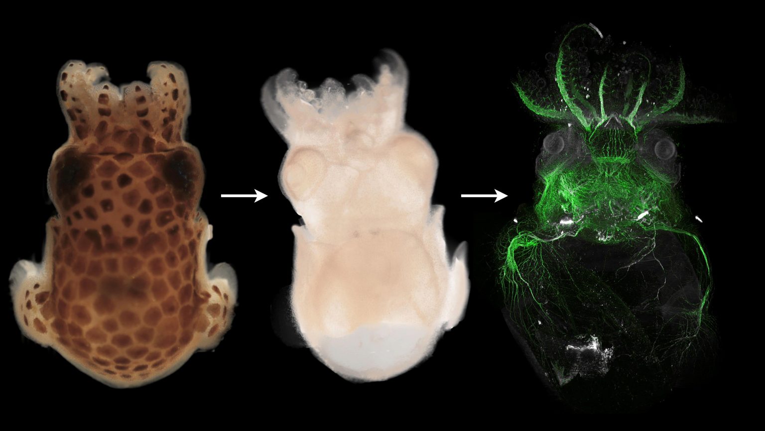 “Tissue Clearing” Technique Offers Incredible View Deep Inside Animals