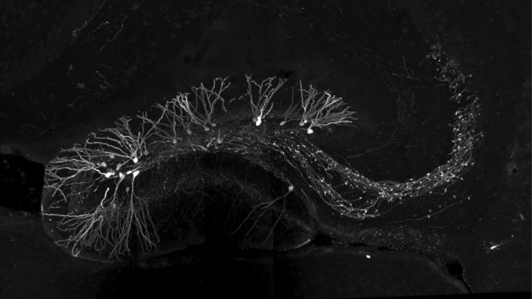 Light Stimulated Newly Formed Neurons in the Hippocampus