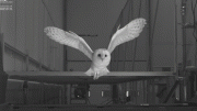 Lily Barn Owl Flight
