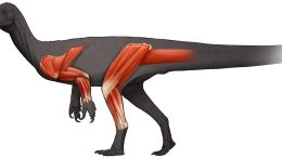 Limb Muscles Thecodontosaurus antiquus