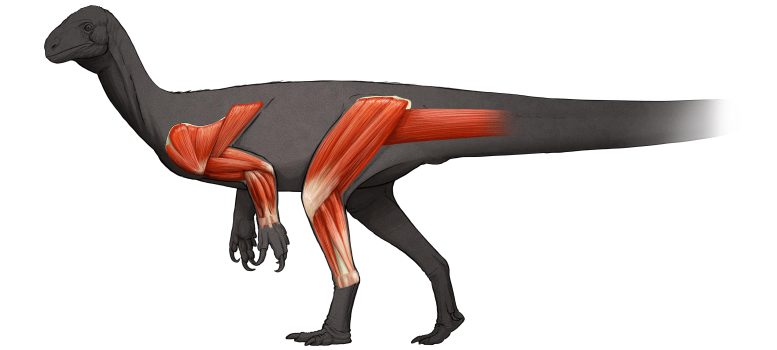 Limb Muscles Thecodontosaurus antiquus
