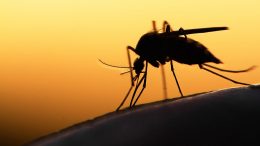 Link Between Glucose Metabolism and Malaria