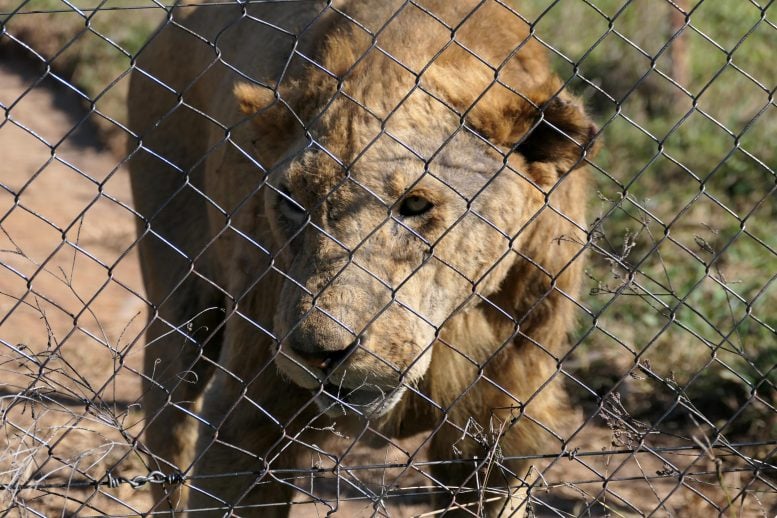 Lion at a Commercial Breeding Facility in South Africa