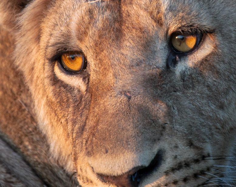 Lion Face Close Up