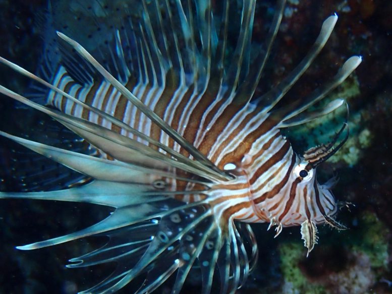 Lionfish (מייל Pterois) ביוון