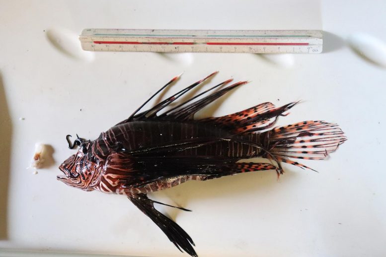 Lionfish Specimen Captured in Brazil