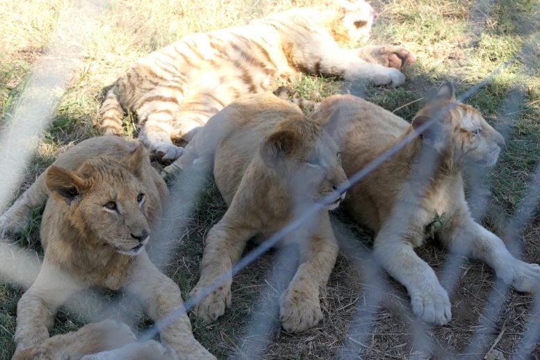 Leões em uma instalação de criação comercial na África do Sul