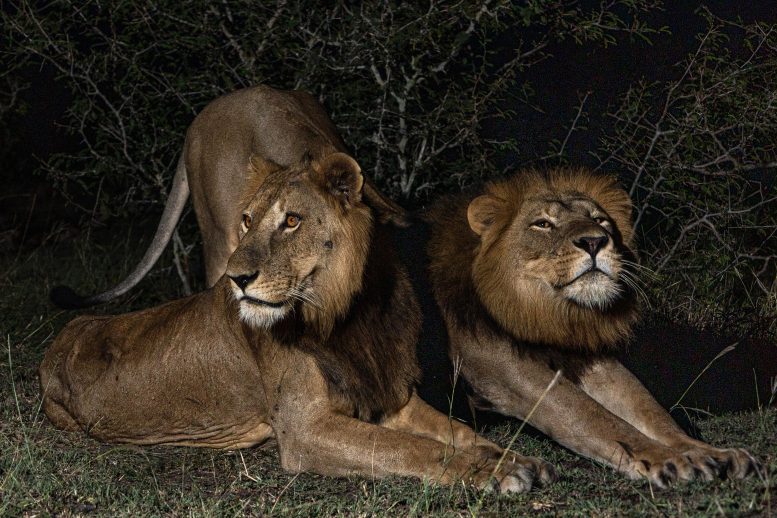 Lions Jacob and Tibu