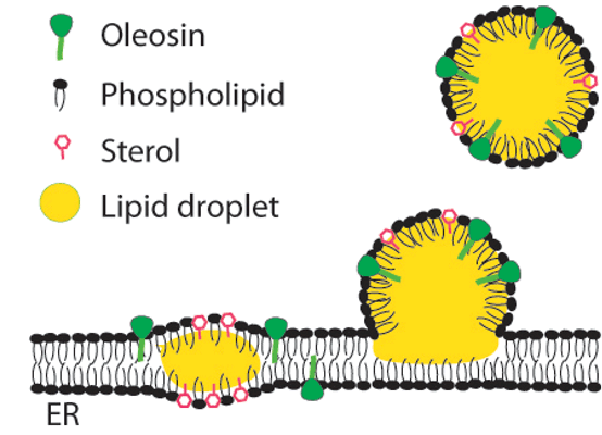 Formation of lipid droplets on the endoplasmic reticulum