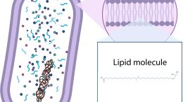 Lipids Form the Membrane of a Microbe
