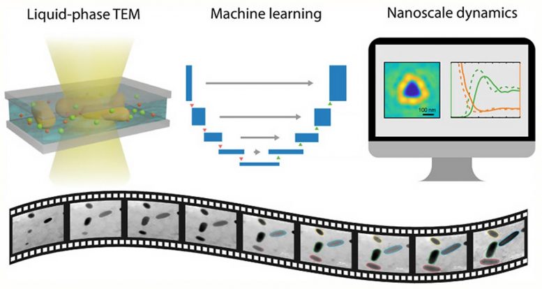 Liquid-Phase Electron Microscopy Machine Learning Connected