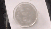 Liquid Plasma-Produced Polymeric Nitrogen