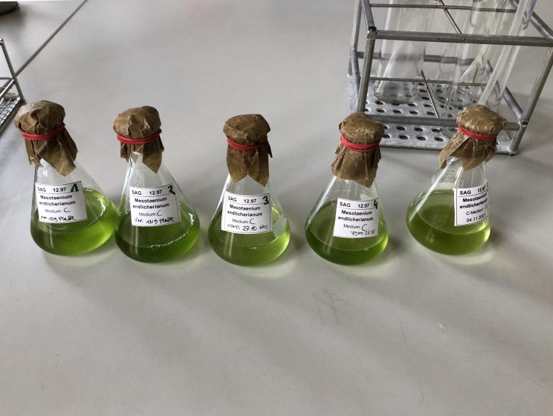Liquid Samples of Mesotaenium endlicherianum in a Laboratory Flask