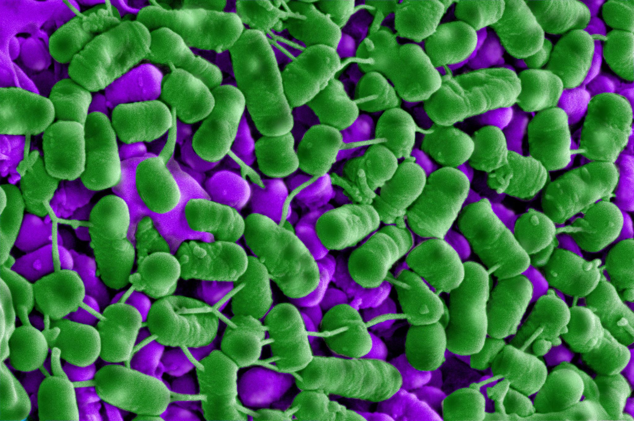 How a Raw Pork Snack From Vietnam Could Help Us Keep Food Fresh, Naturally