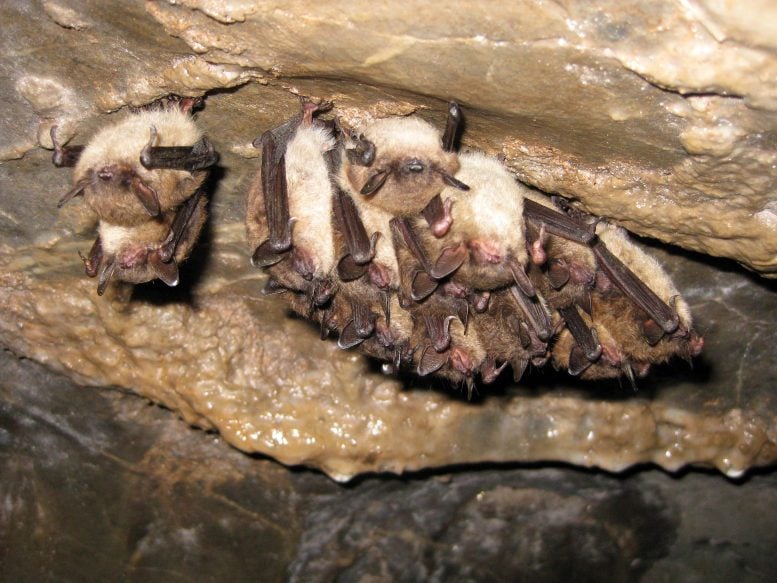 Little Brown Bat and Indiana Bats