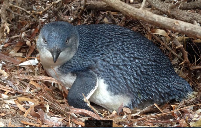 Scientists Issue Urgent Call to Action: Granite Island’s Little ...
