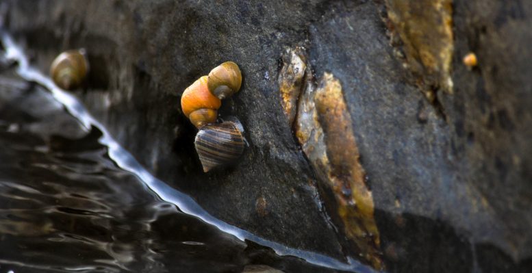 Littorina Snails Rock