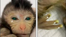 Live Birth Chimeric Monkey