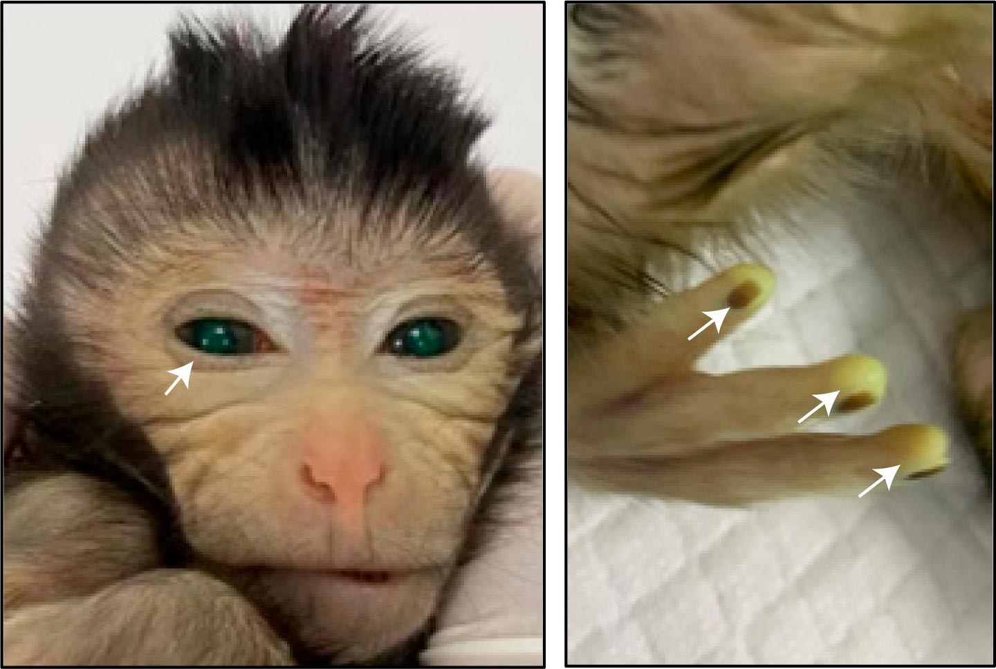Le premier singe chimère né vivant au monde brille en vert