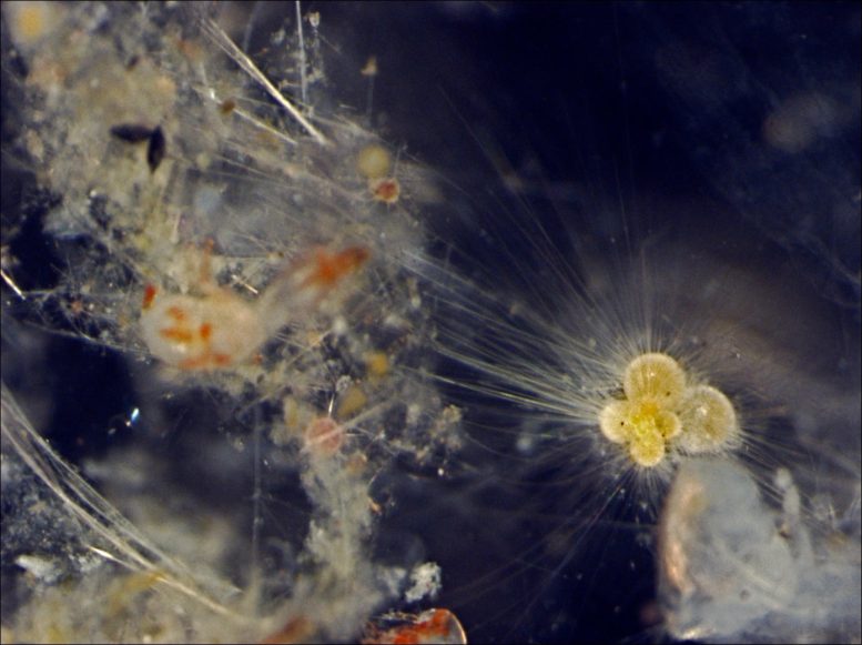 Live Foraminifera Under Light Microscope