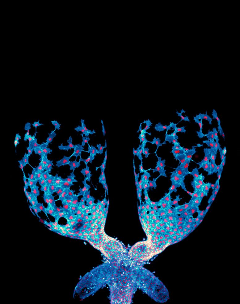 Live Imaging of Developing Fruit Fly Testis