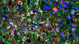 Liver Cells Were Partially Reprogrammed Into Younger Cells