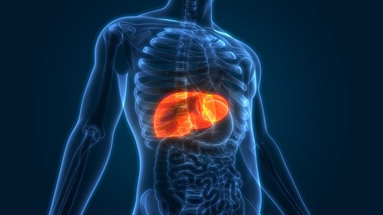 Liver Human Body
